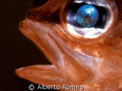 FISHEYE SELFPORTRAIT REFLECTION IN THE EYE OF A RED FISH ... by Alberto Romeo 